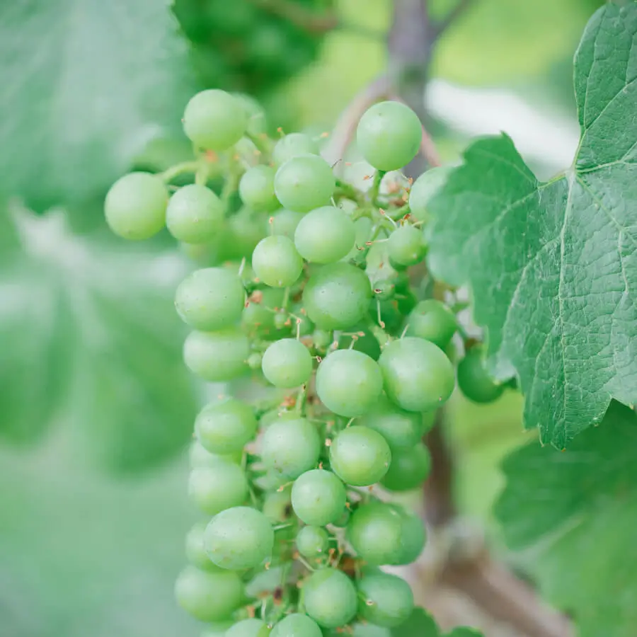 Beautiful Niagara wine grapes seen on a bike tour